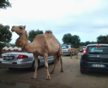 Park safari w Fasano. Dziennik apulijski cz.2